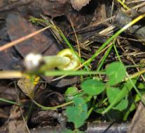 Больбитус золотистый