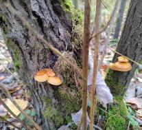 Опёнок зимний