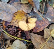 Опёнок зимний