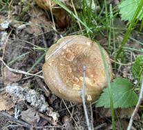 Свинушка тонкая