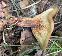 Свинушка тонкая