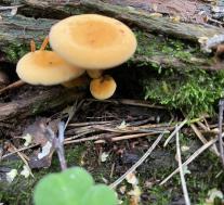 Ложная лисичка