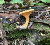 Ложная лисичка