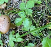 мокруха пурпуровая