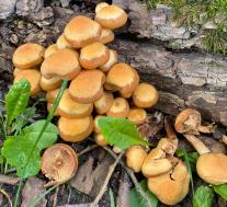 Опёнок летний