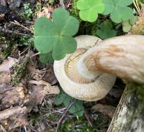 Свинушка тонкая