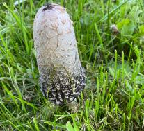 Навозник белый