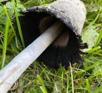 Навозник белый