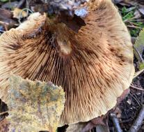 Свинушка тонкая