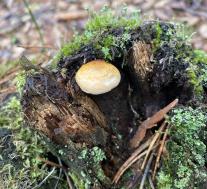 Ложная лисичка