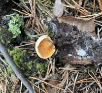 Ложная лисичка