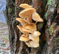 Опёнок зимний