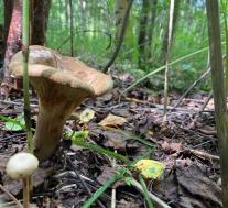 Свинушка тонкая