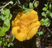 Лисичка настоящая