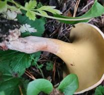 Подольшанник