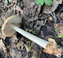 Поплавок жёлто-коричневый