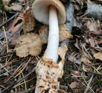 Поплавок жёлто-коричневый