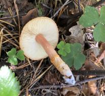 Лимацелла клейкая