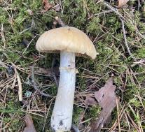 Колпак кольчатый