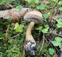 Желчный гриб