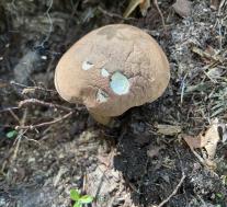 Желчный гриб