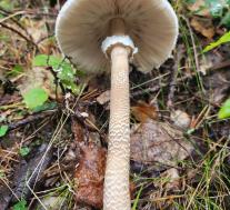 Гриб-зонтик высокий