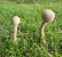 Гриб-зонтик высокий