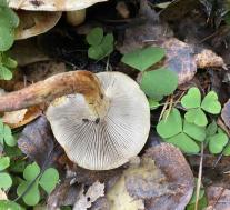 Ложноопёнок кирпично-красный