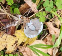 Строфария сине-зеленая