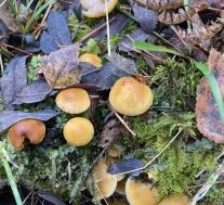 Ложноопёнок серопластинчатый