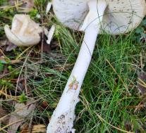 Мухомор вонючий