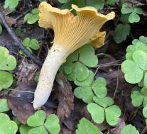 Лисичка настоящая