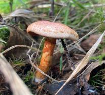 Паутинник ленивый