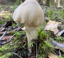 Колпак кольчатый