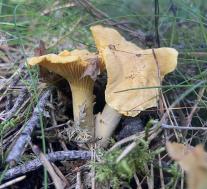 Лисичка настоящая