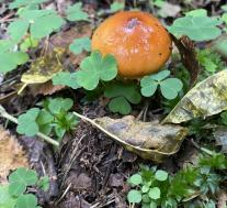 Лимацелла клейкая