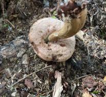 Желчный гриб