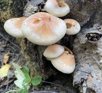 Ложноопёнок кирпично-красный