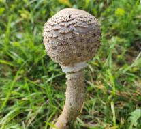 Гриб-зонтик высокий