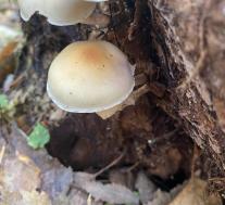 Ложноопёнок серопластинчатый