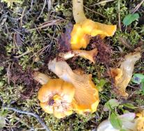 Лисичка настоящая