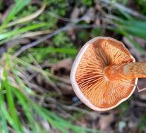 Паутинник ленивый