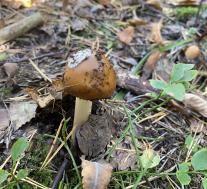 Поплавок жёлто-коричневый