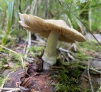 Колпак кольчатый