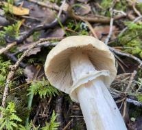 Колпак кольчатый