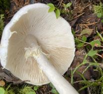 Мухомор вонючий