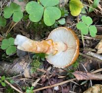 Лимацелла клейкая