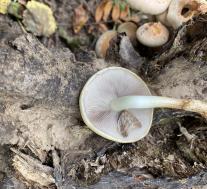 Ложноопёнок кирпично-красный