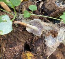 Ложноопёнок серопластинчатый