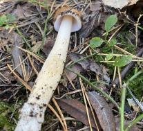 Поплавок жёлто-коричневый